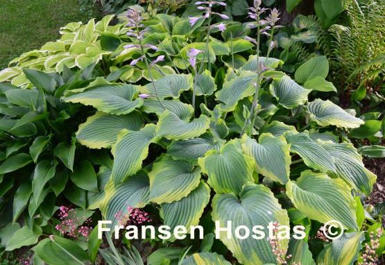 Hosta Spartacus